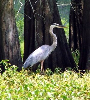 Photo of a heron