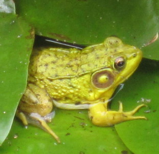 photo of a frog on a lily pad