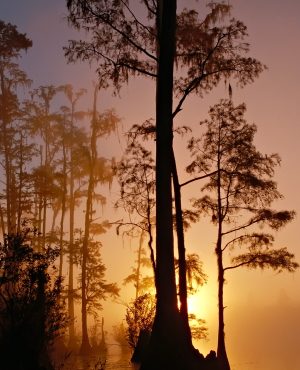 swamp trees at sunset