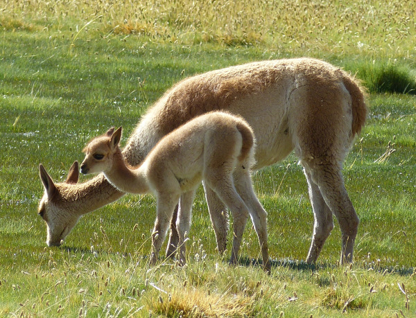 Two llama grazing