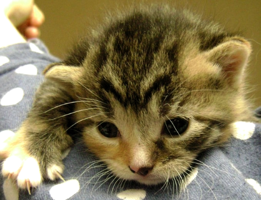 Tiny kitten looking over someone's shoulder
