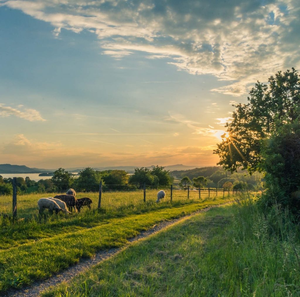 farmland with fence and horses at sunrise