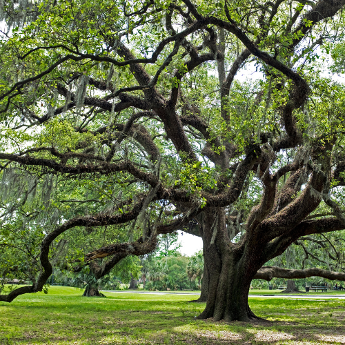 huge tree