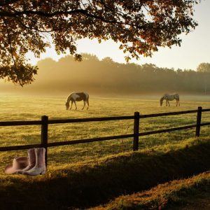 horse farm with cowboy hat and boots to the side
