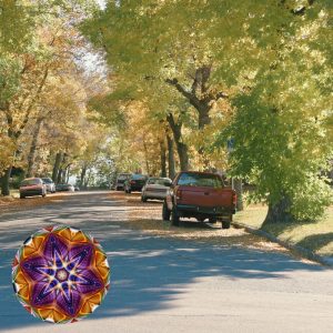cars parked in a shady neighborhood