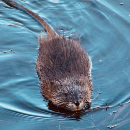 muskrat