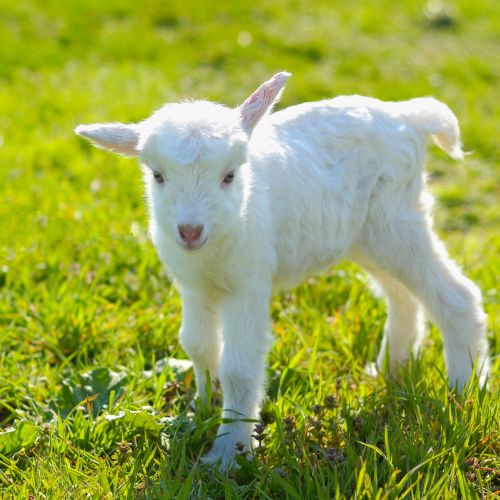 baby goat