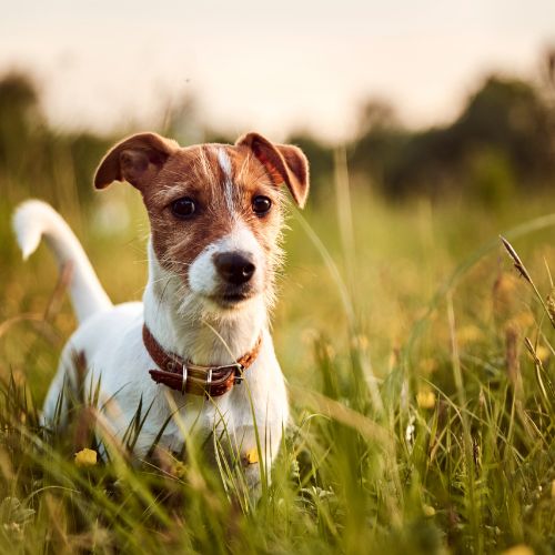Monaco the dog at St. Ninian's Sanctuary