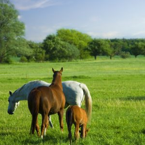 Image of horses standing in a field