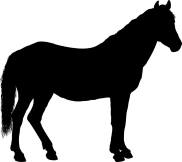 silhouette of a horse